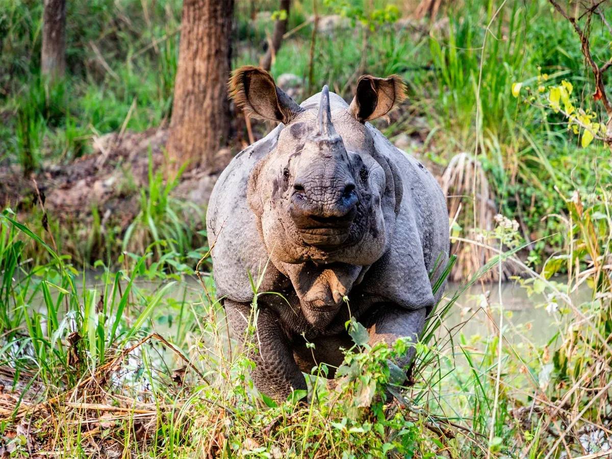 Chitwan National Park tour