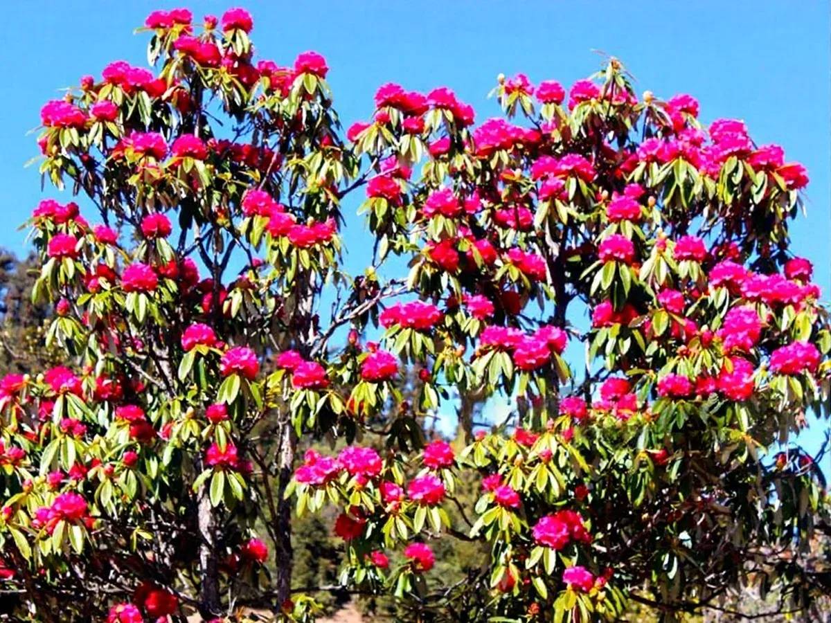 Rhododendron blossom in trek