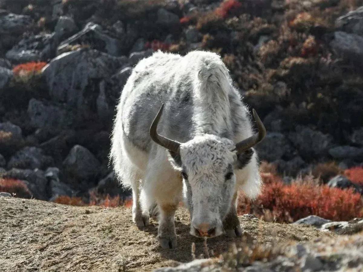 Yak see in Langtang Valley