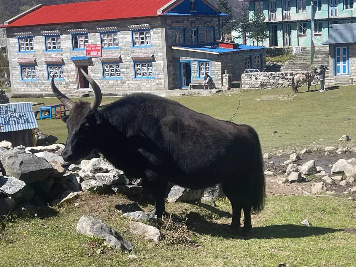 Yak in Langtang Valley