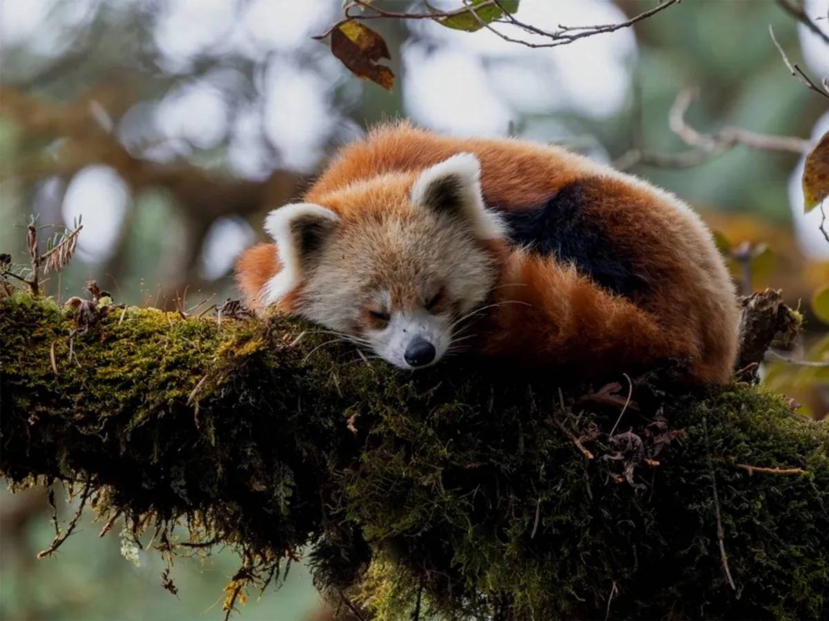 See Red Panda in Langtang trek