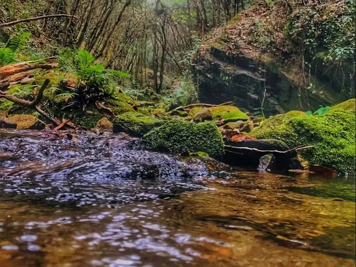 Jungle walk on Shivapuri hiking