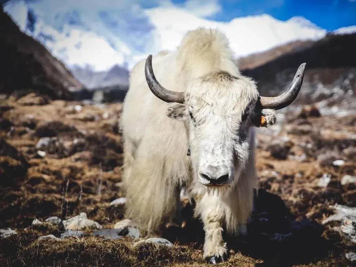 Yak see in Everest View Trek