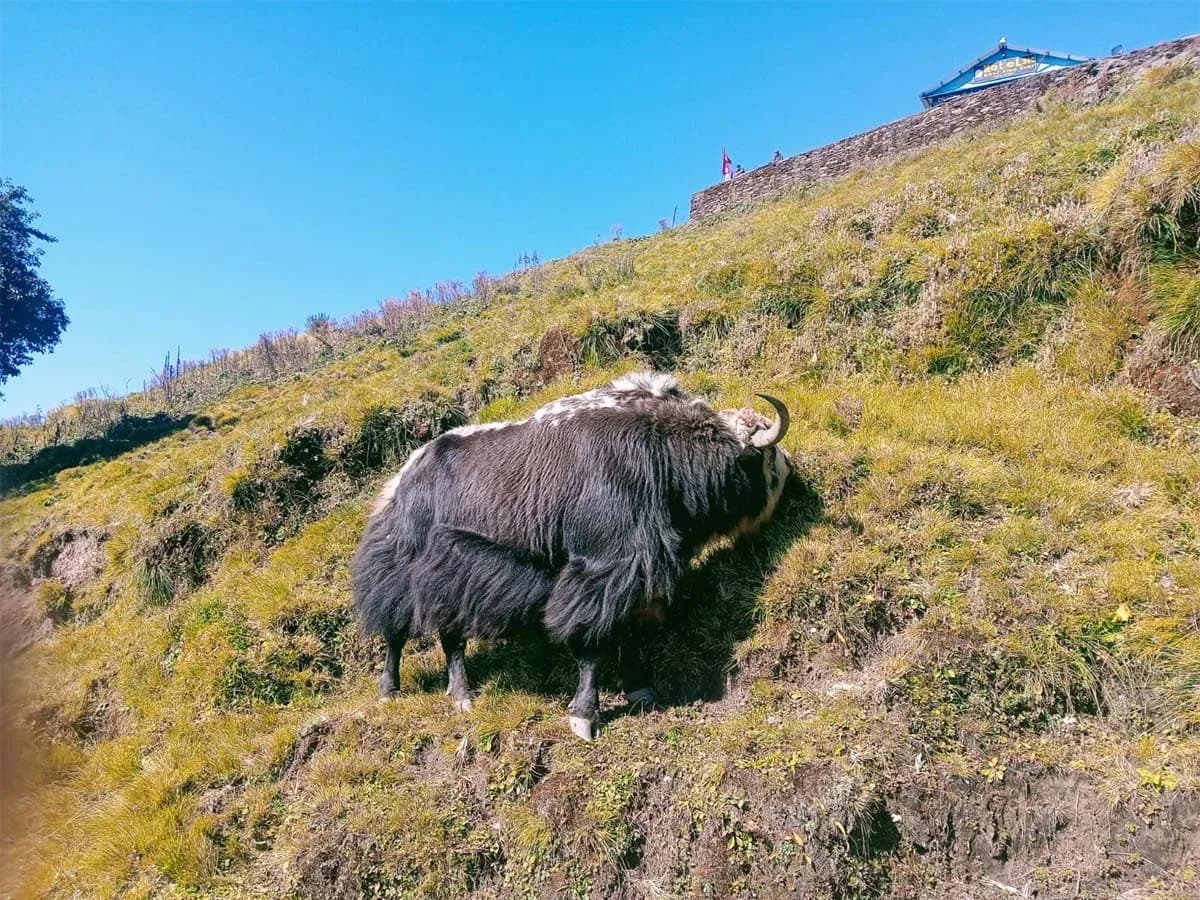 Annapurna Base Camp & Mardi Himal Trek