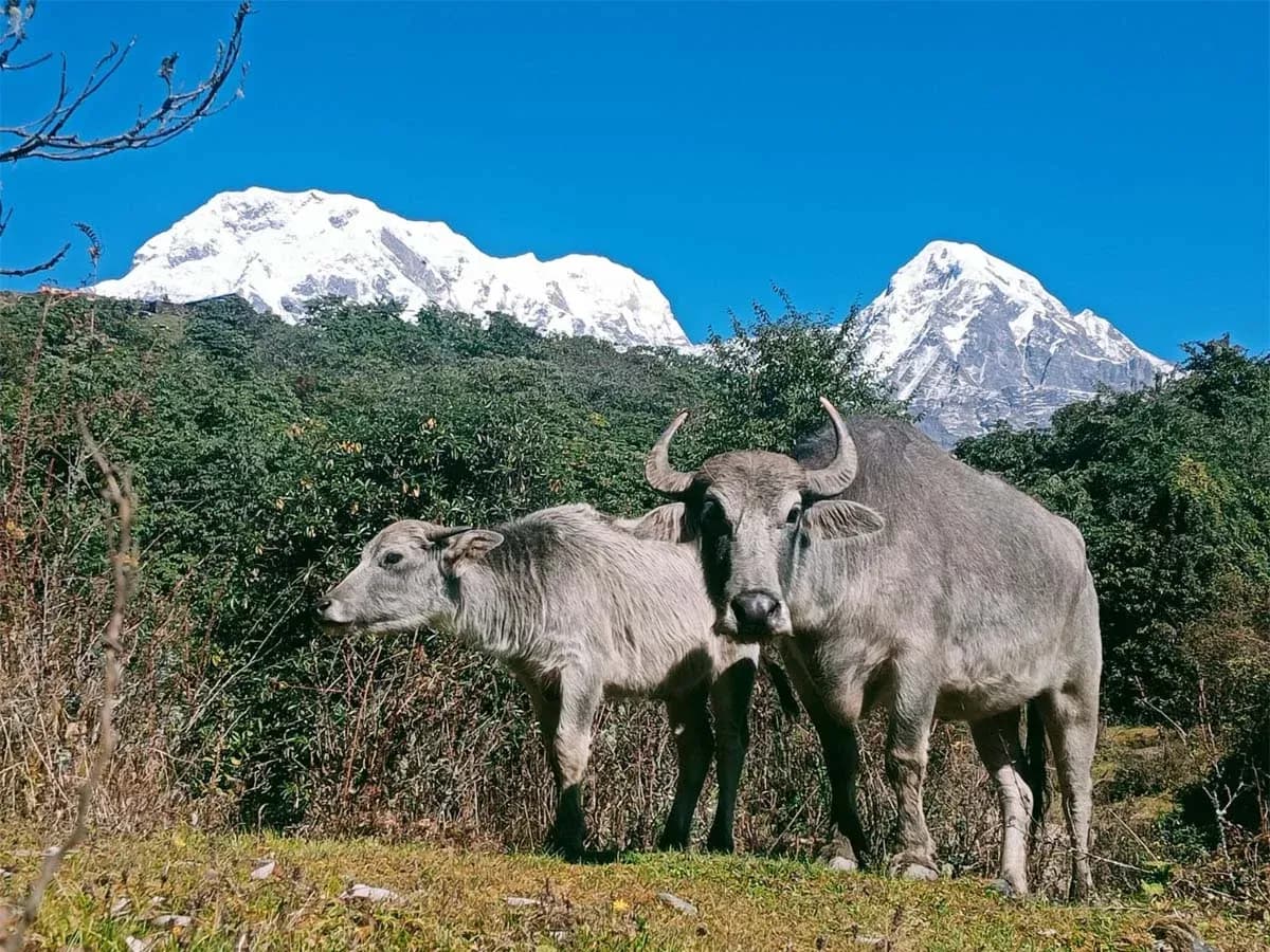 Annapurna Base Camp & Mardi Himal Trek