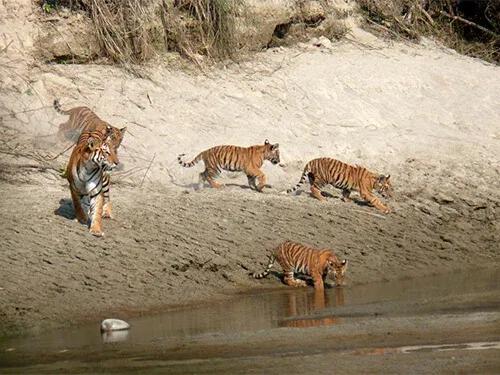 Bardia Jungle Safari Tour image