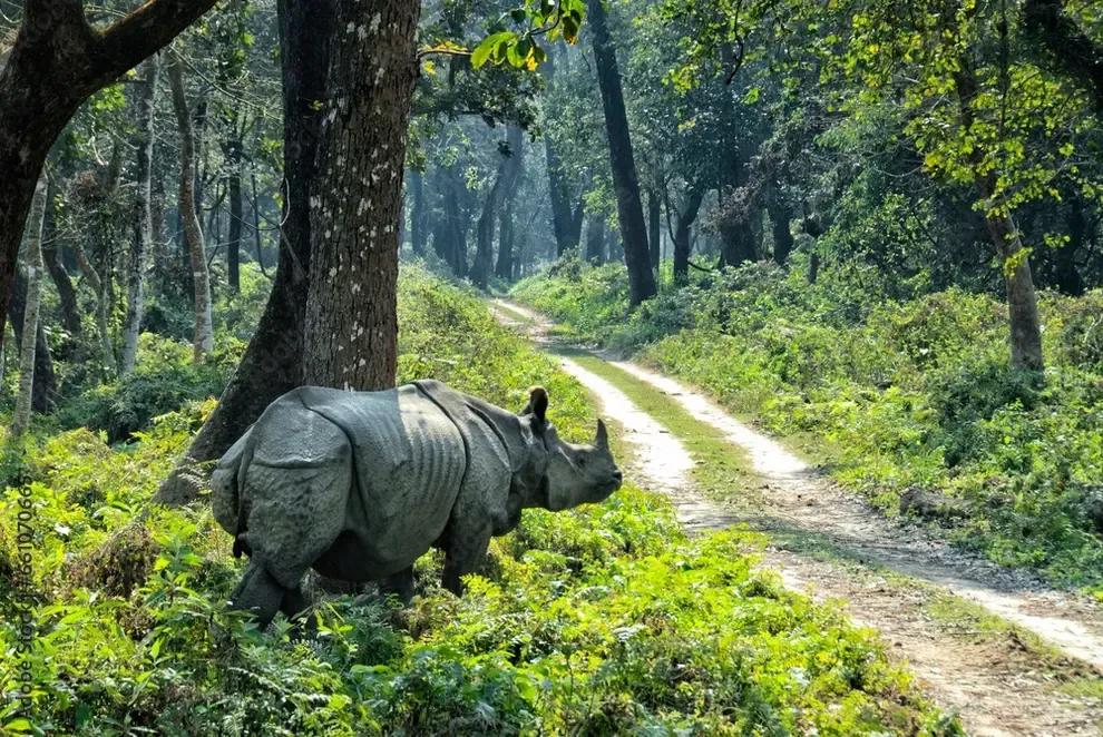 Jungle Safari