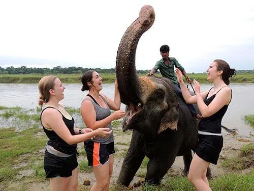 Chitwan Jungle Safari Tour image