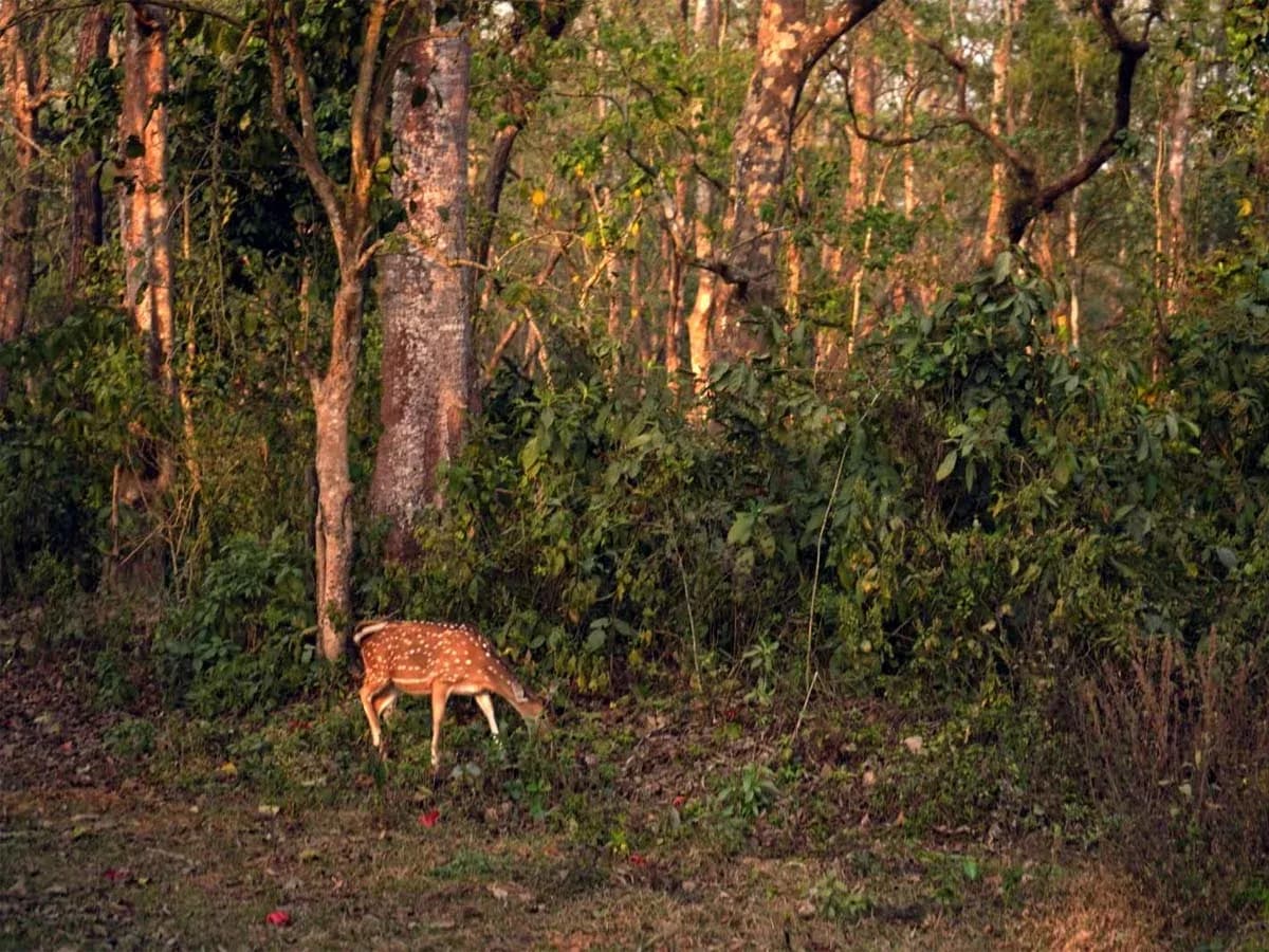 Chitwan Jungle Safari