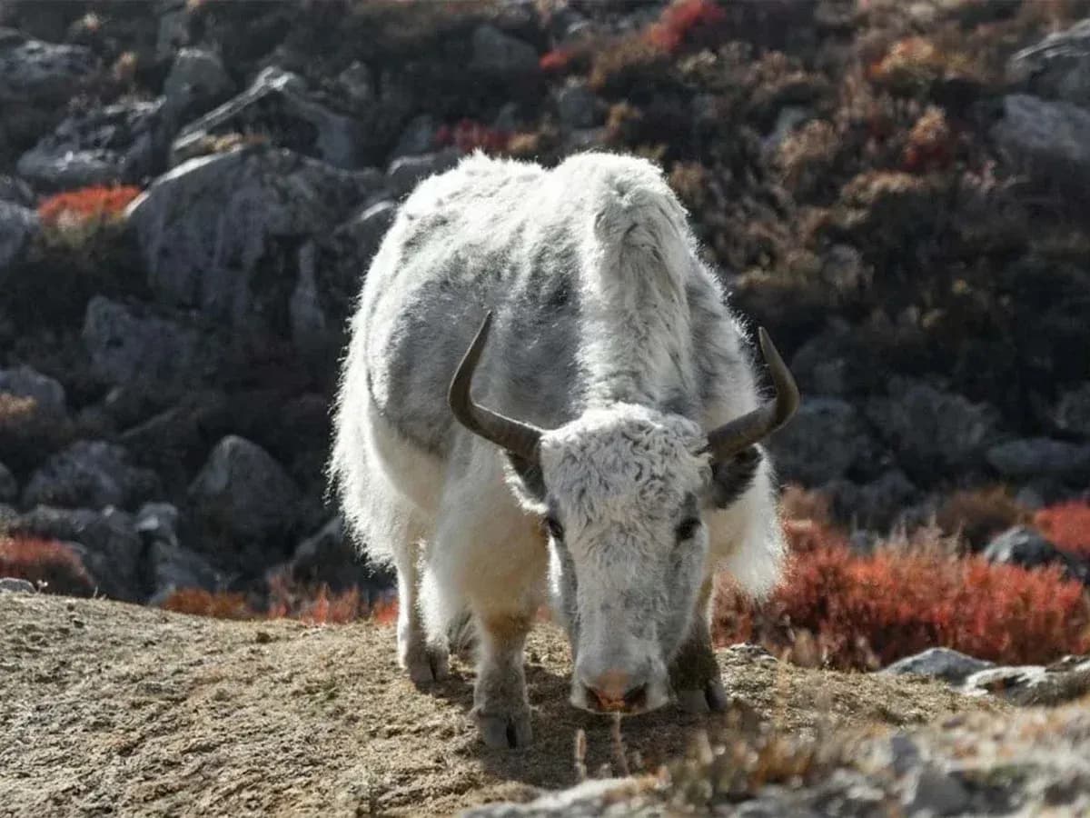 Yak see in Langtang Valley