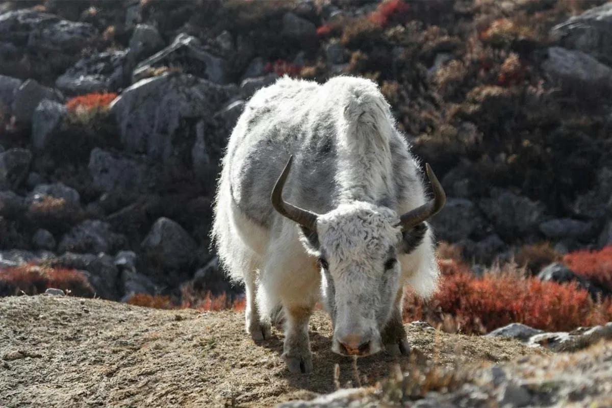 Langtang Gosaikunda Trek image 3
