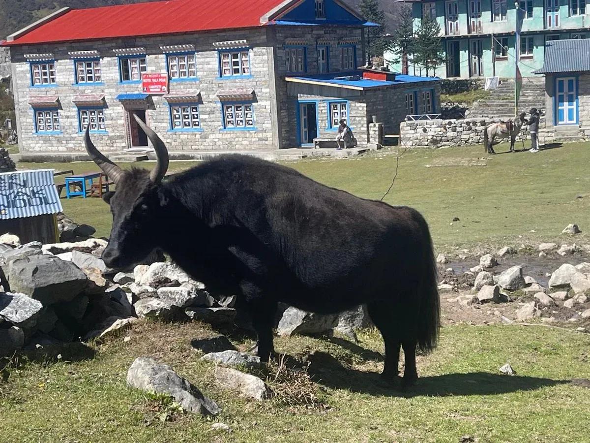 Tamang Heritage & Langtang Valley Trek image 3