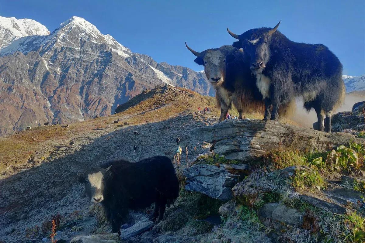 Mardi Himal Trek image 4