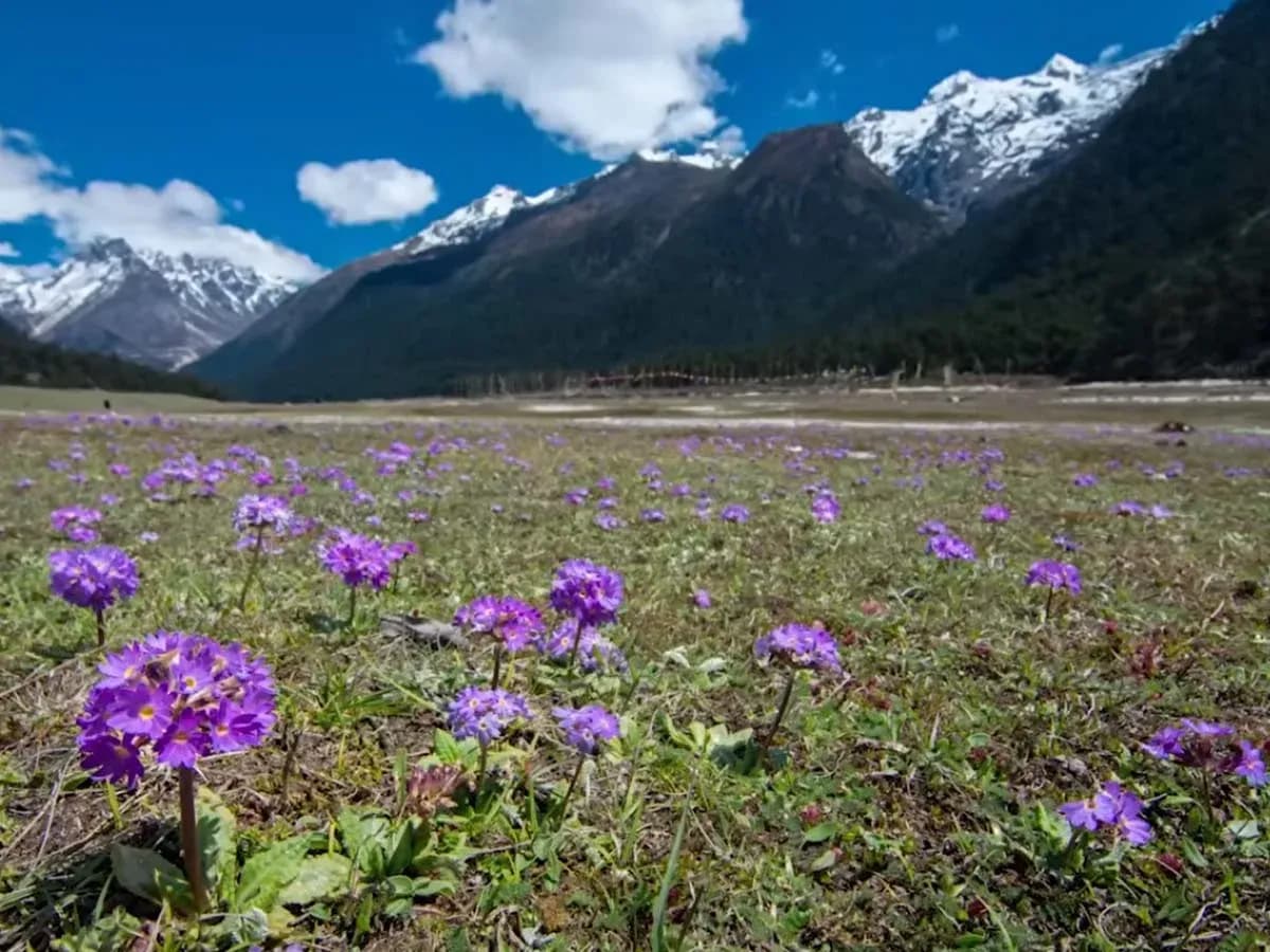 Yumthang Valley Tour