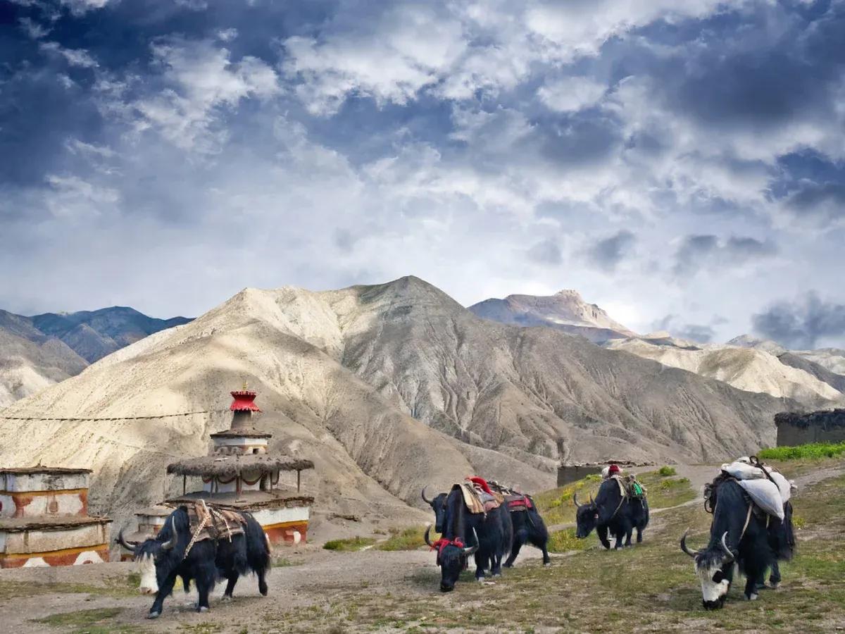 Upper Dolpo Trek image 3