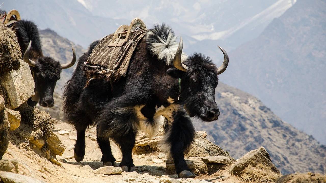 Nepal Buddhist Pilgrimage Tour image 4