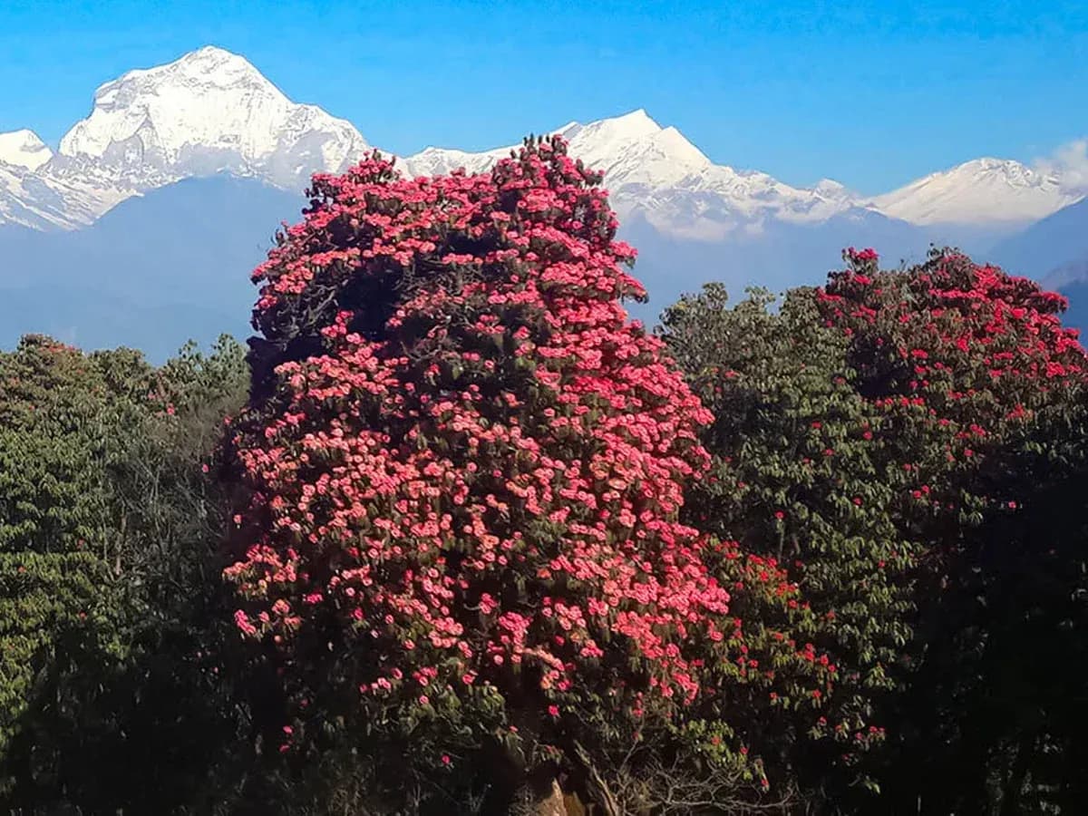 Poon Hill Trek 4 Days